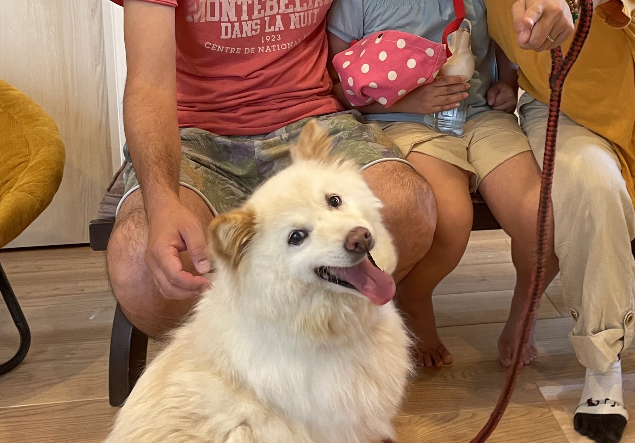 dog