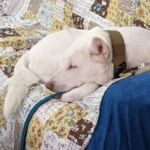 DOGGIEWELL HEART