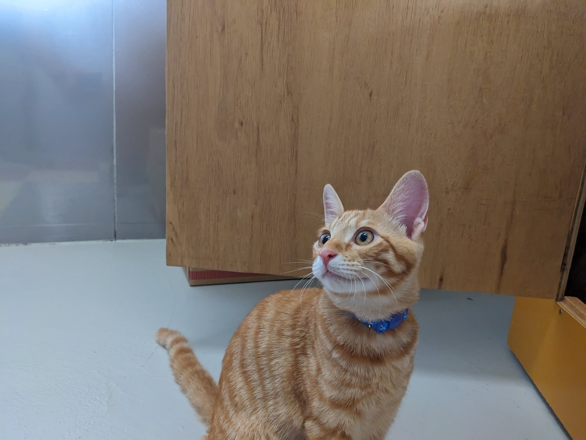 cat