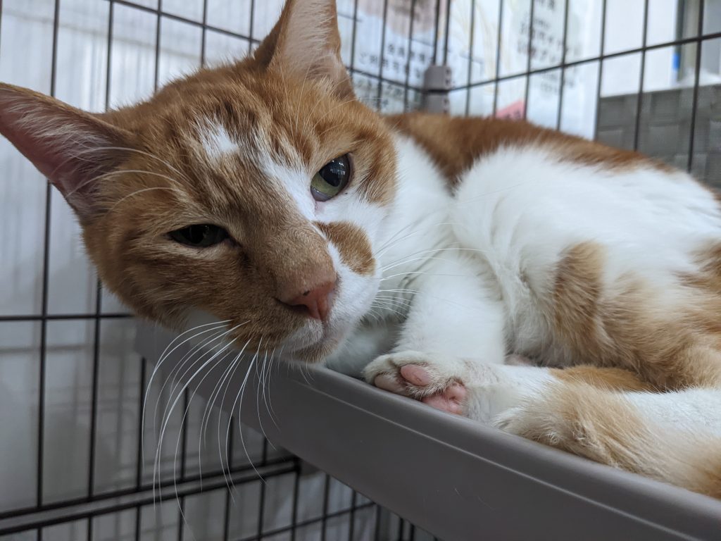cat