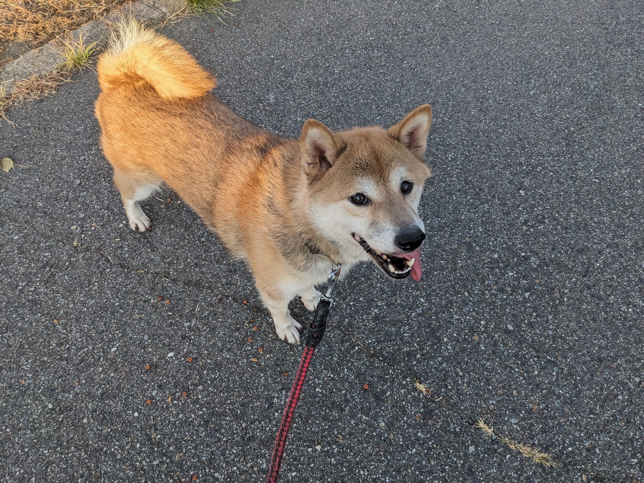 dog